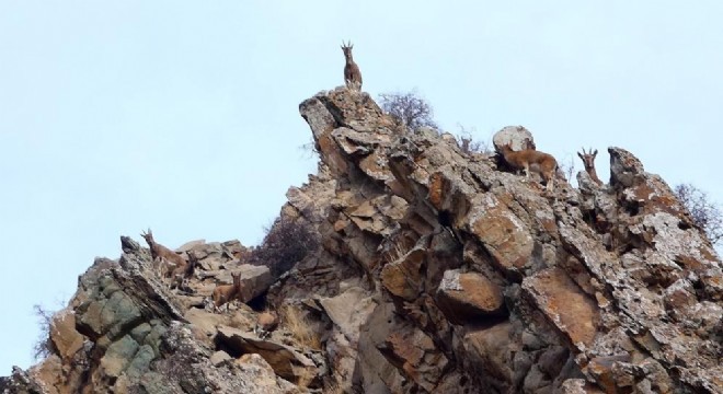 Oltu da yaban hayatı fotokapanlara takıldı