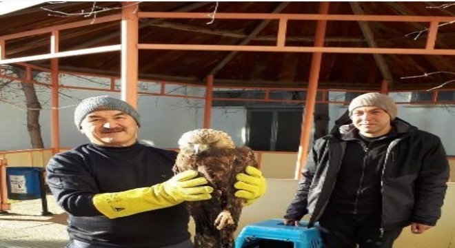 Yaralı kaya kartalı Erzurum’da tedavi altına alındı