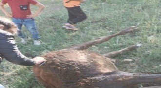 Uzunyayla’da kavga: 1 yaralı